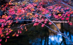 车上玩馊子小说短篇